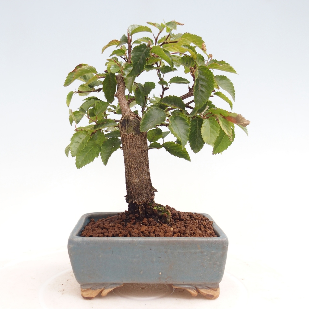 Venkovní bonsai -Carpinus CARPINOIDES - Habr korejský