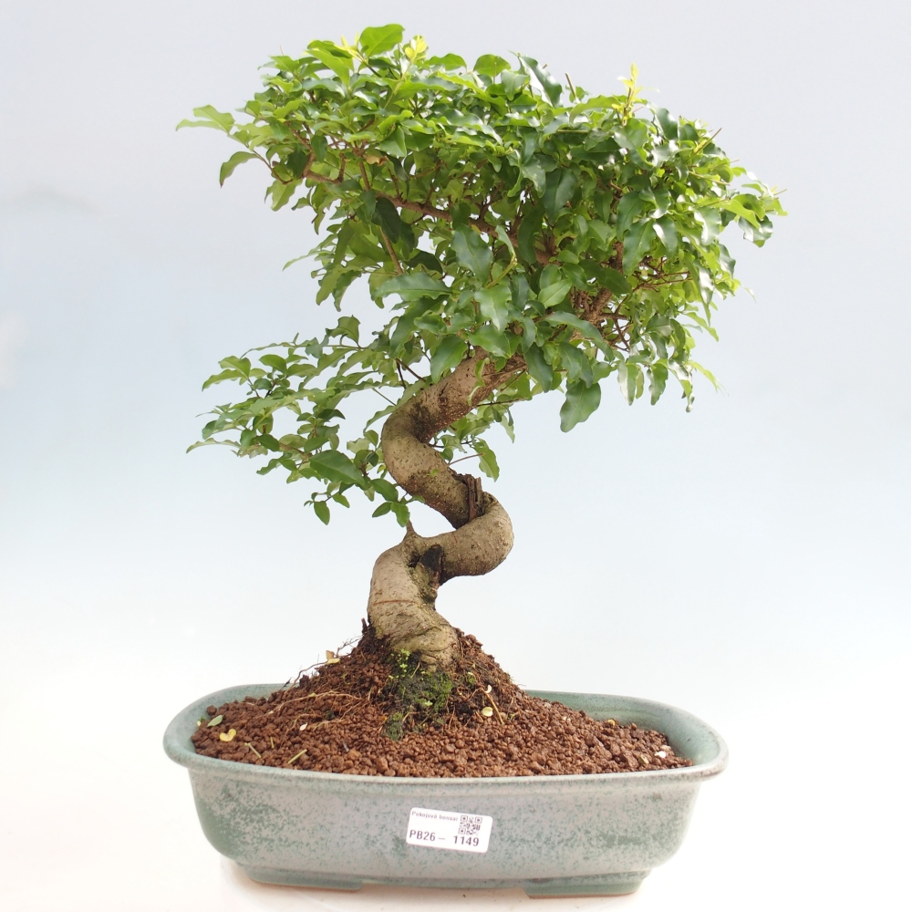 Pokojová bonsai -Ligustrum chinensis - Ptačí zob