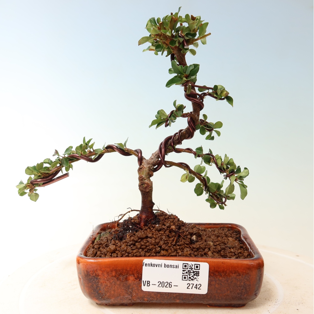 Venkovní bonsai - Cotoneaster horizontalis - Skalník