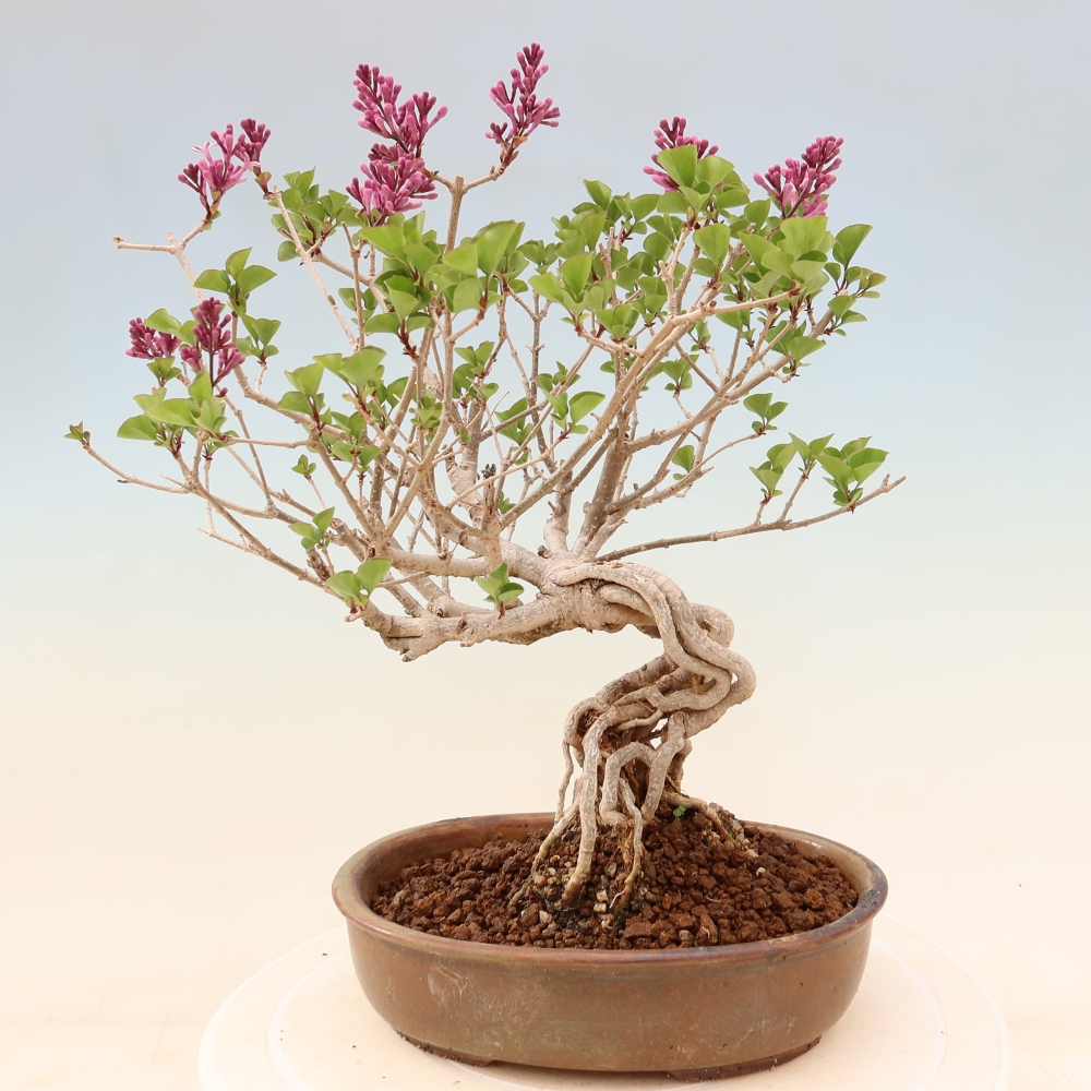 Venkovní  bonsai -  Syringa microphylla - malokvětý šeřík