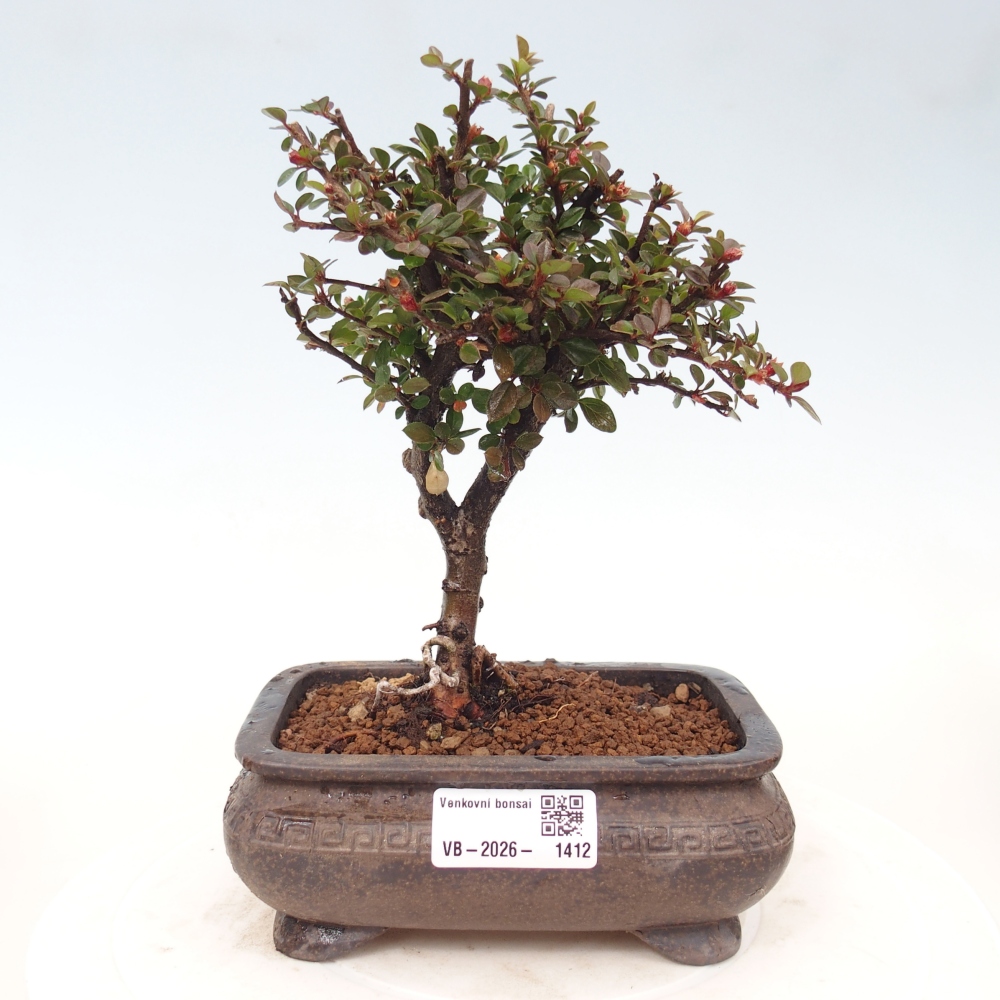 Venkovní bonsai - Cotoneaster horizontalis - Skalník