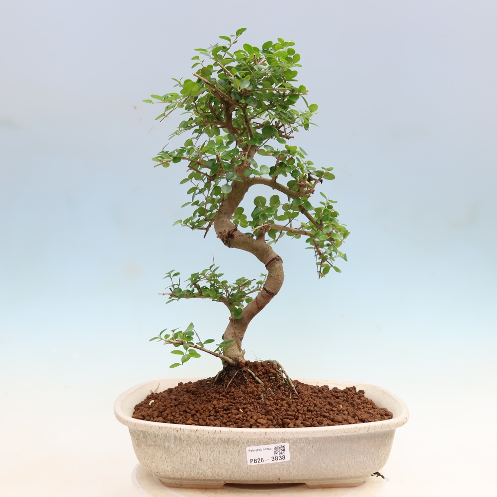 Pokojová bonsai -Ligustrum retusa - malolistý ptačí zob