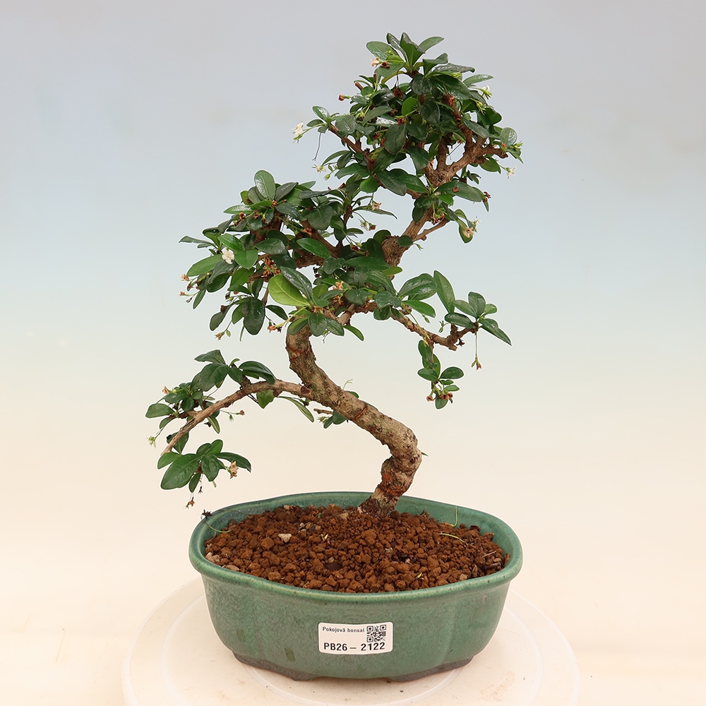 Pokojová bonsai - Carmona macrophylla - Čaj fuki