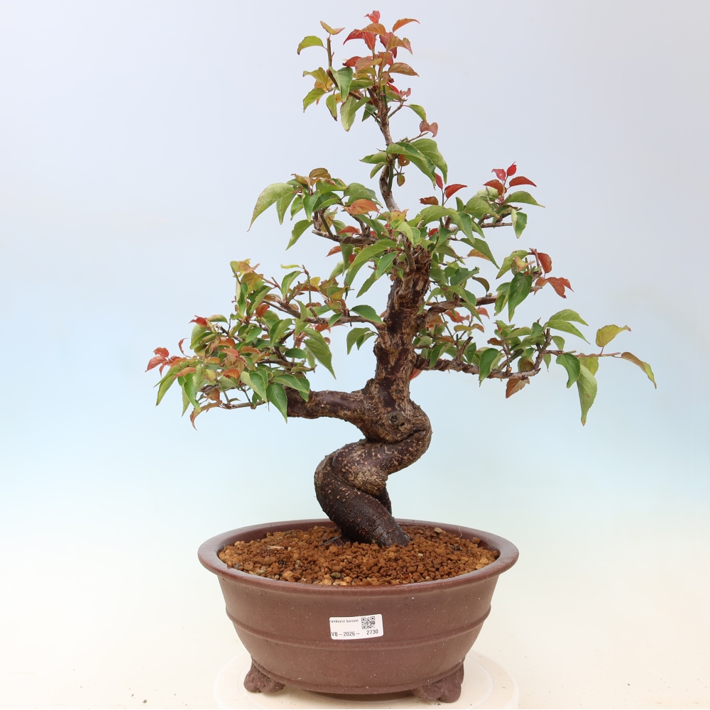 Venkovní bonsai -Japonská meruňka - Prunus Mume
