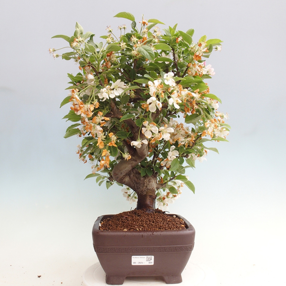 Venkovní bonsai -Malus halliana - Maloplodá jabloň