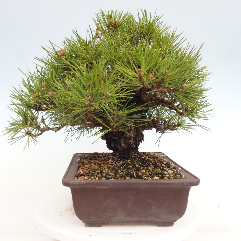 Venkovní bonsai - Pinus thunbergii - Borovice thunbergova