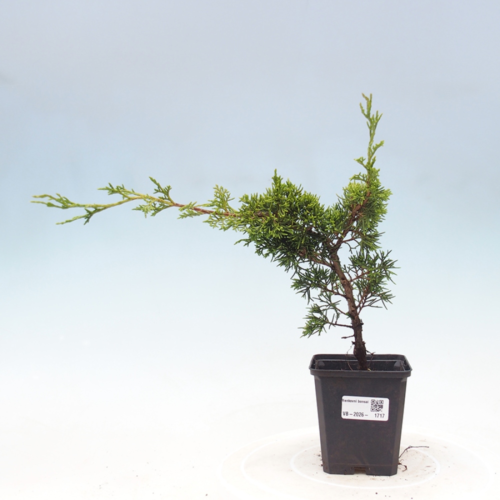 Venkovní bonsai - Juniperus chinensis Itoigawa -Jalovec čínský