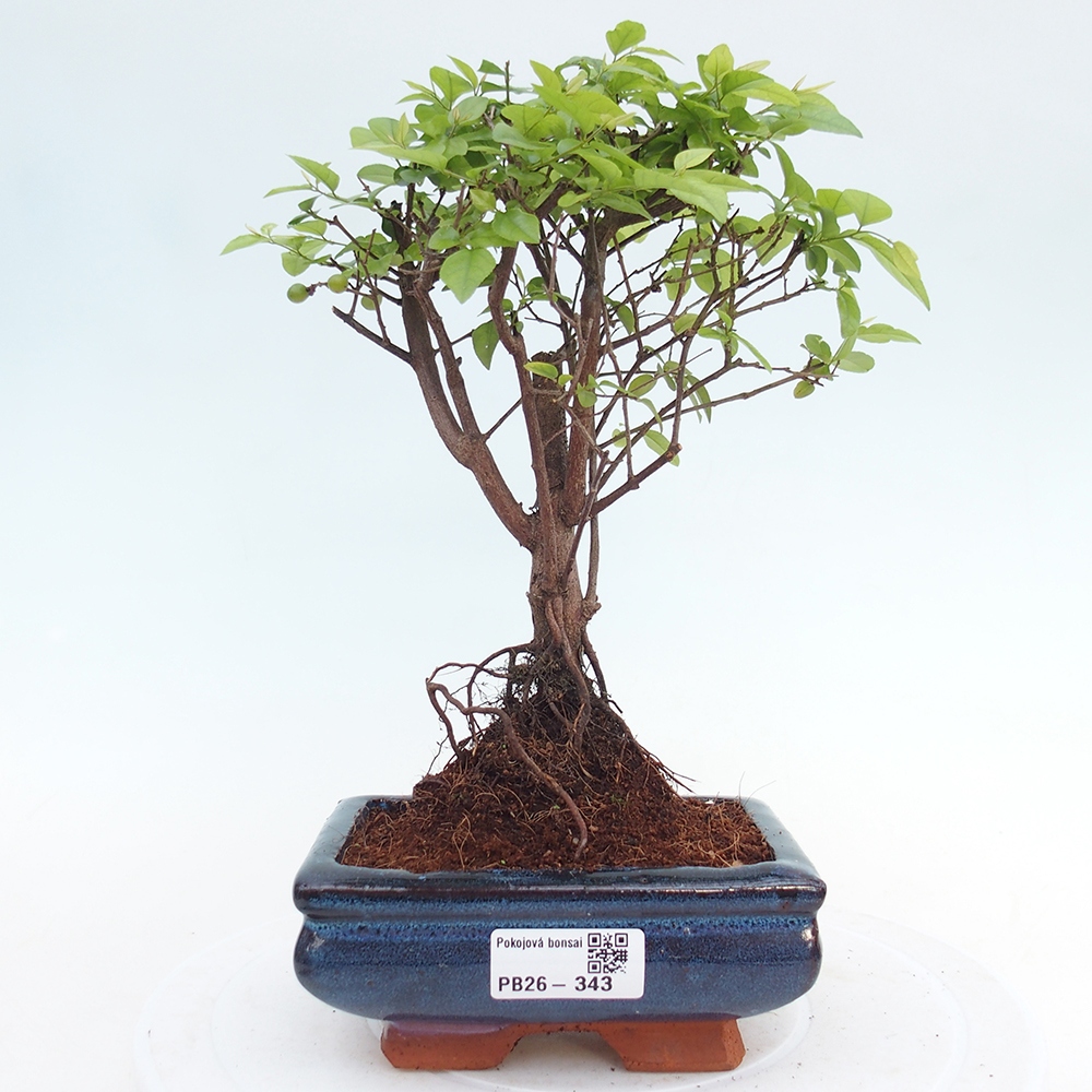 Pokojová bonsai - Sagerécie thea - Sagerécie thea