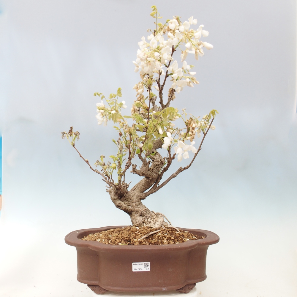 Venkovní bonsai - Vistarie  - Wisteria 
