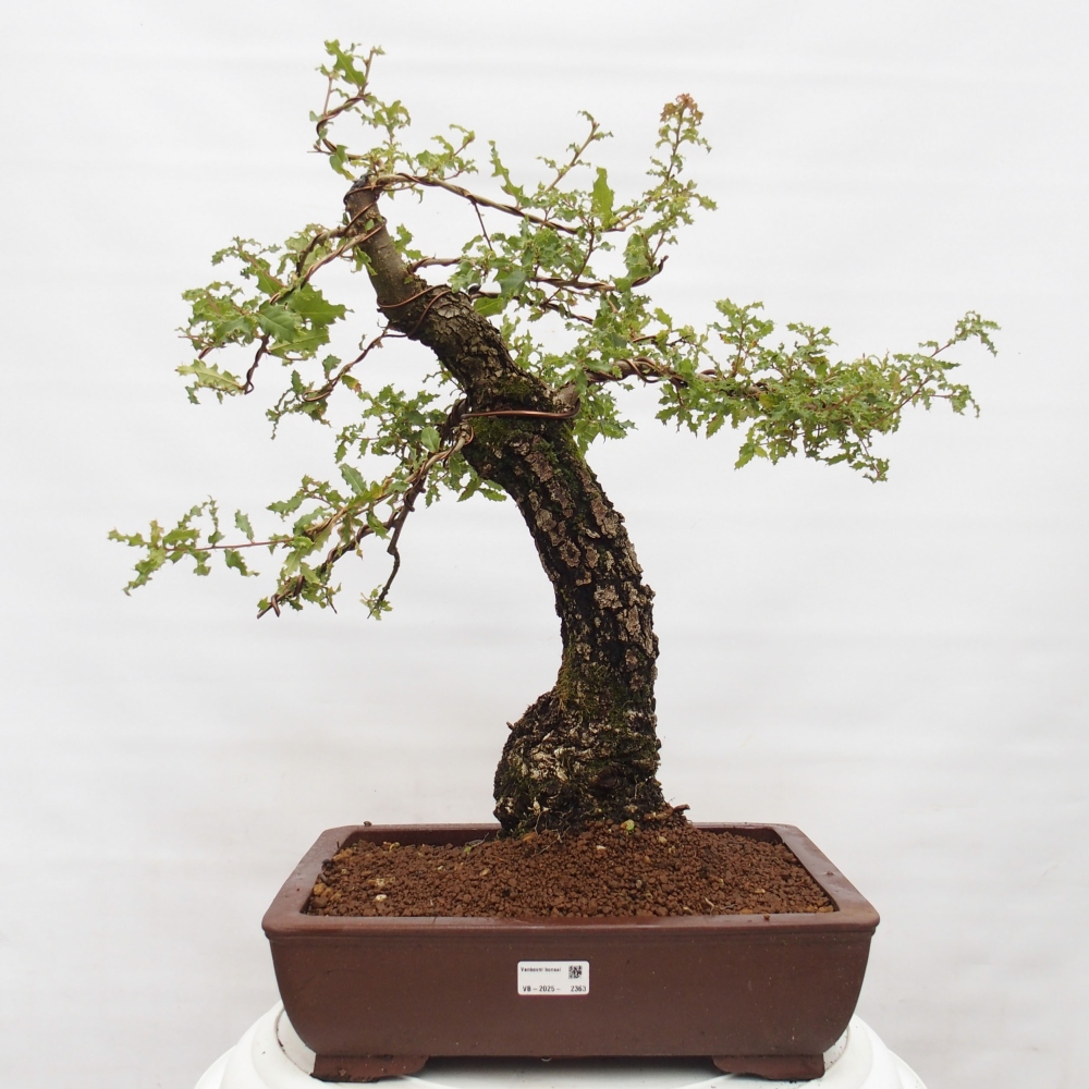 Yamadori - Quercus Ilex -Dub cesmínovitý