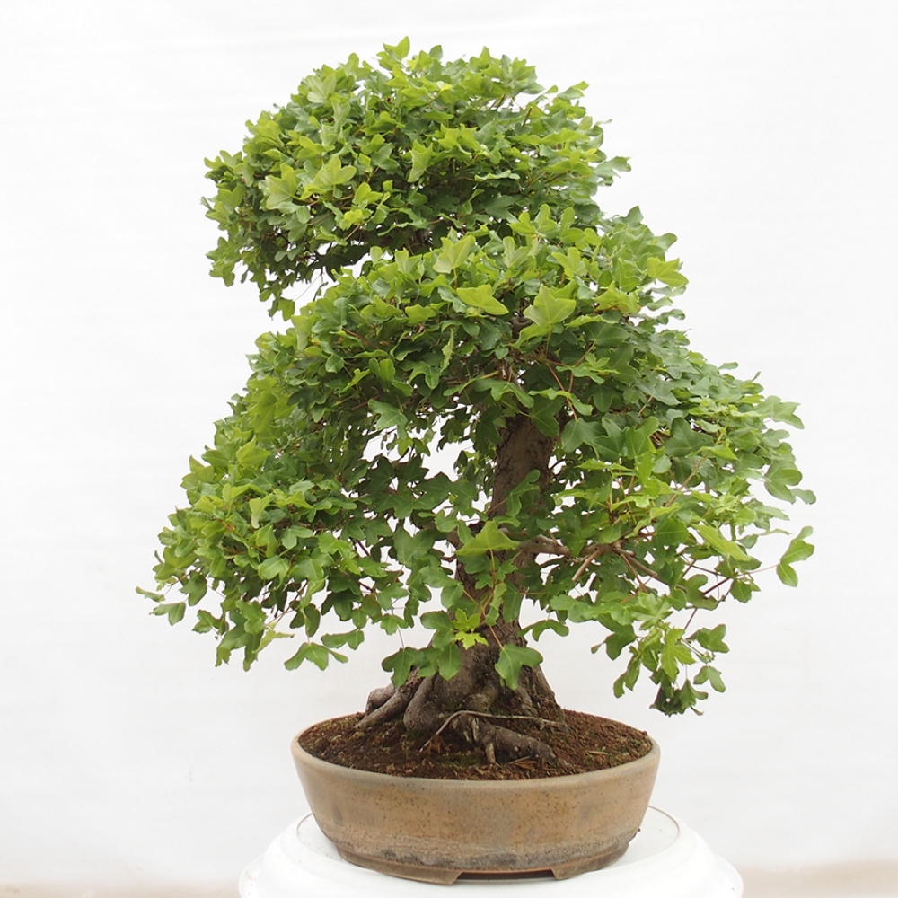 Venkovní bonsai - Javor Francouzský - Acer Nonspessulanum