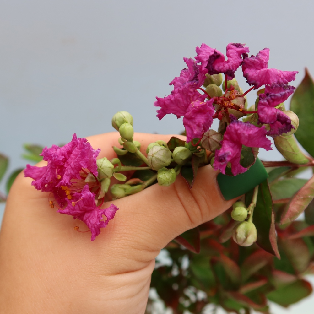 Pokojová bonsai - Lagerstroemia indica - indický šeřík