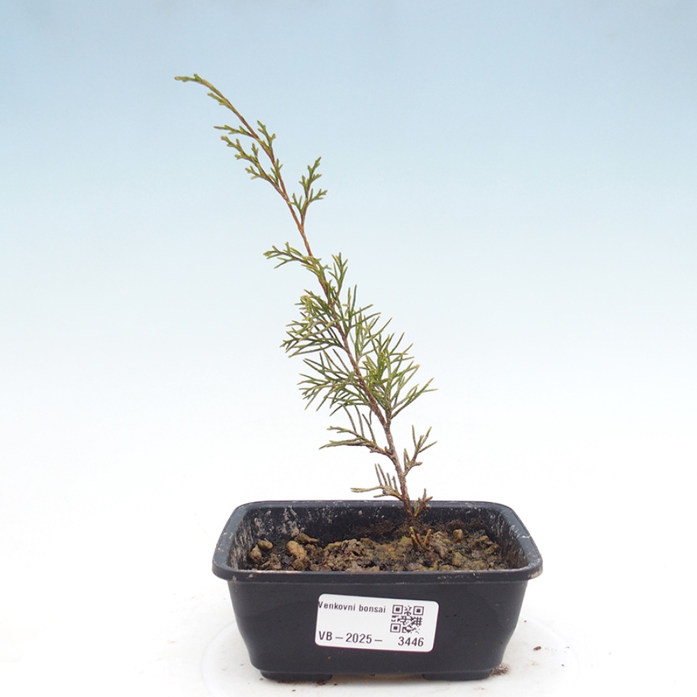 Venkovní bonsai - Juniperus chinensis Itoigawa -Jalovec čínský