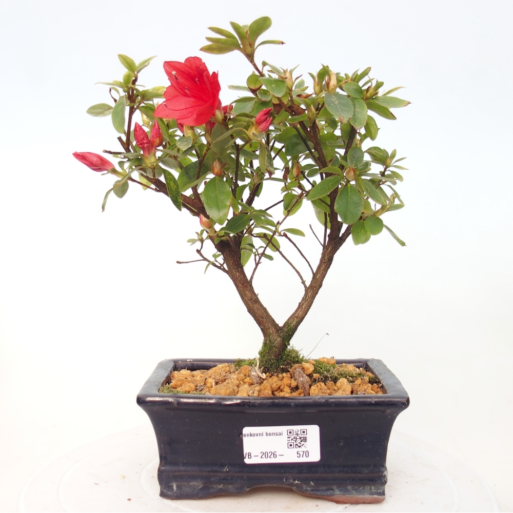 Venkovní bonsai - Japonská azalka - Azalea sp.