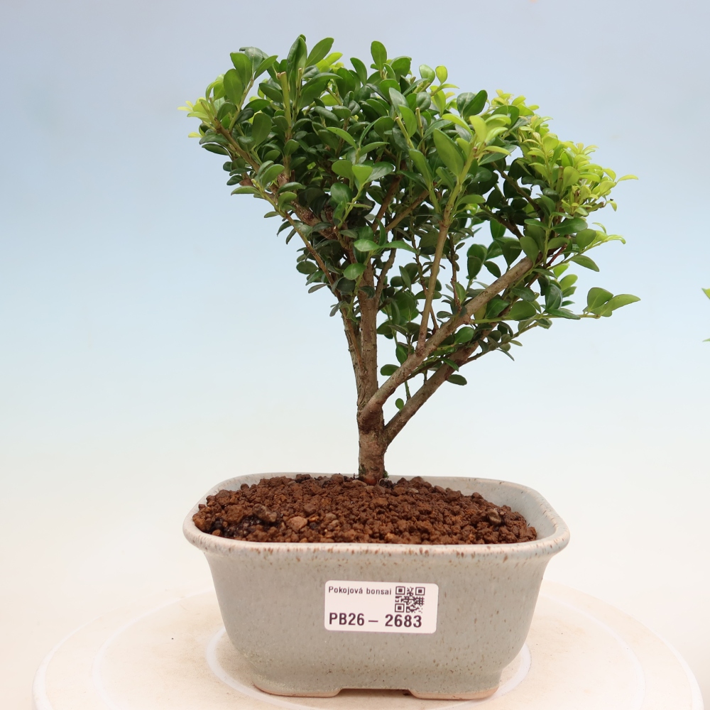 Pokojová bonsai - Ilex crenata - Cesmína