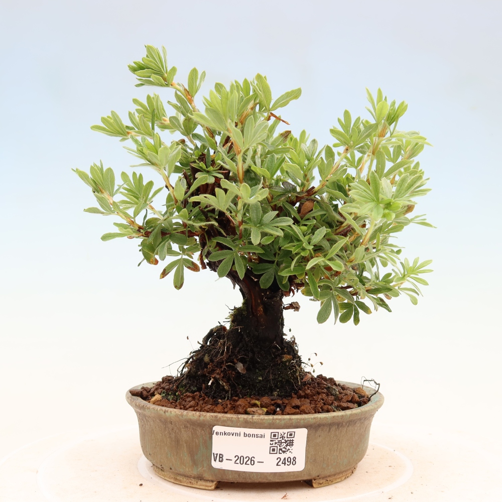 Venkovní bonsai-Mochna křovitá - potentila fruticosa 