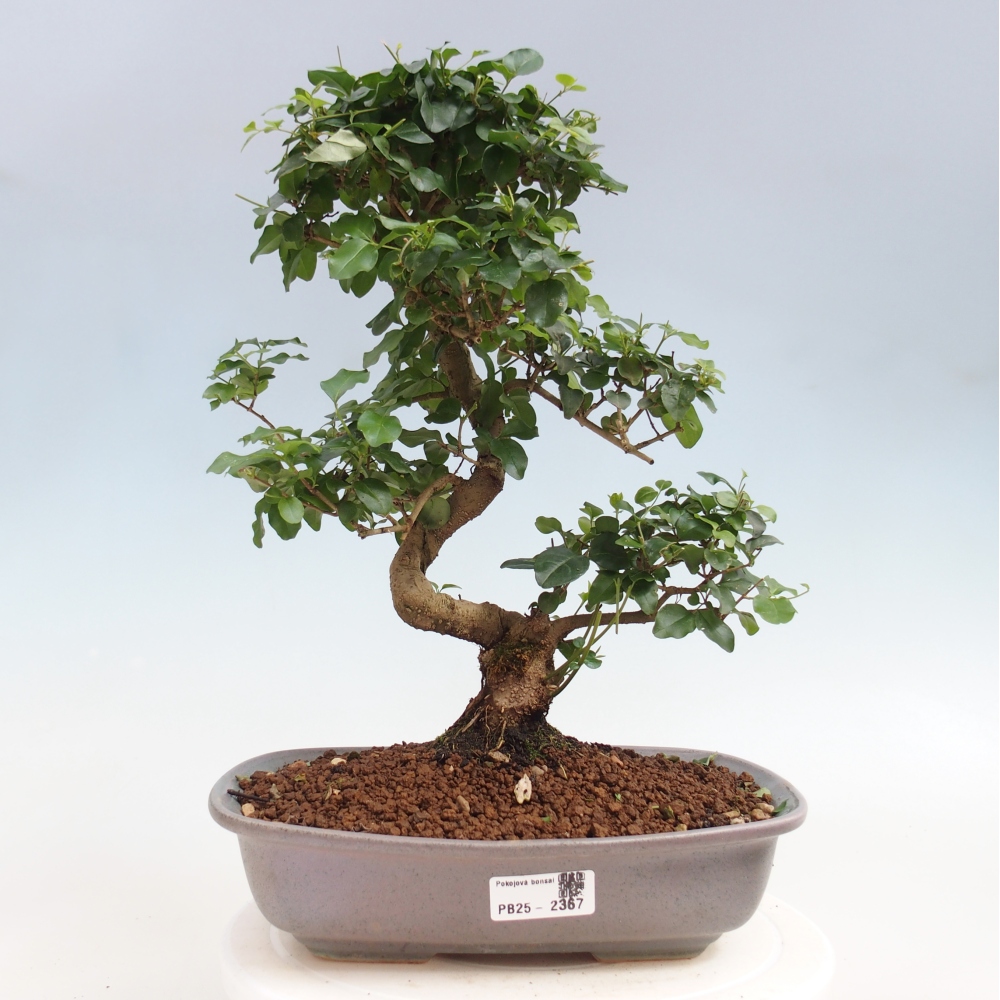 Pokojová bonsai -Ligustrum chinensis - Ptačí zob