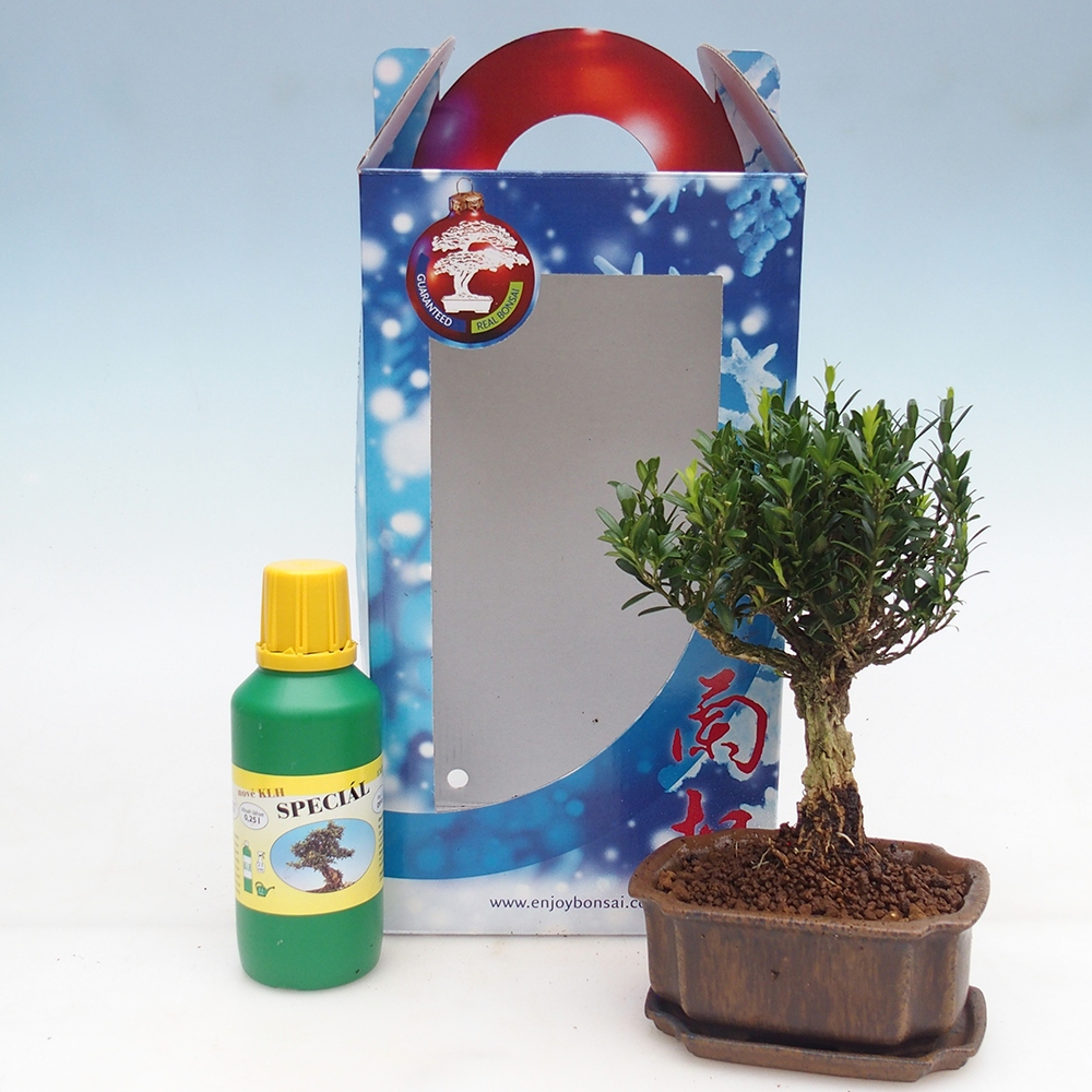 Pokojová bonsai v dárkové krabičce Buxus harlandii -korkový buxus