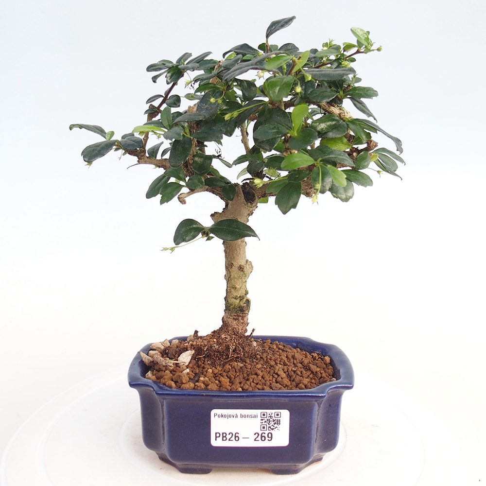Pokojová bonsai - Carmona macrophylla - Čaj fuki