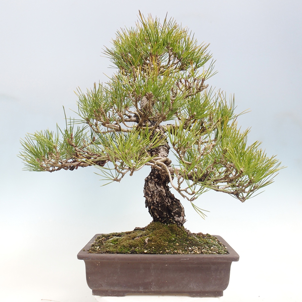 Venkovní bonsai - Pinus thunbergii - Borovice thunbergova
