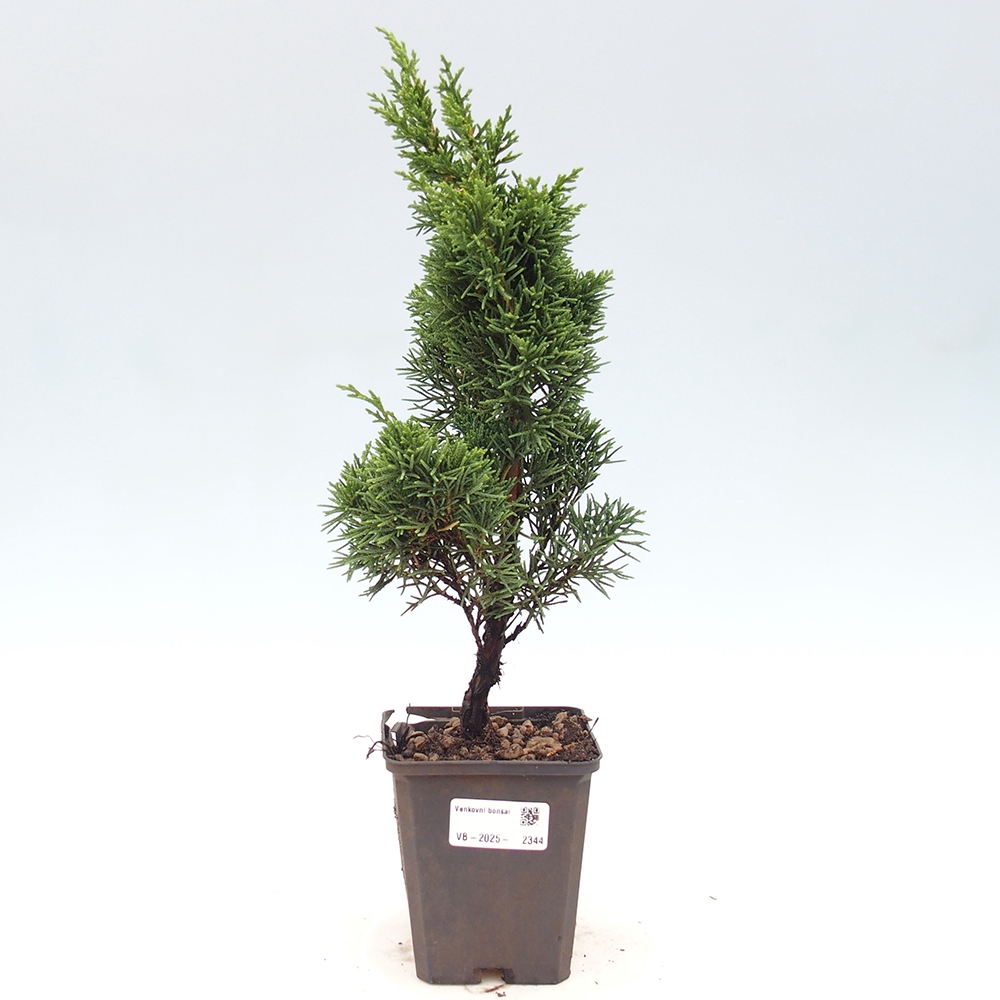 Venkovní bonsai - Juniperus chinensis Kishu -Jalovec čínský