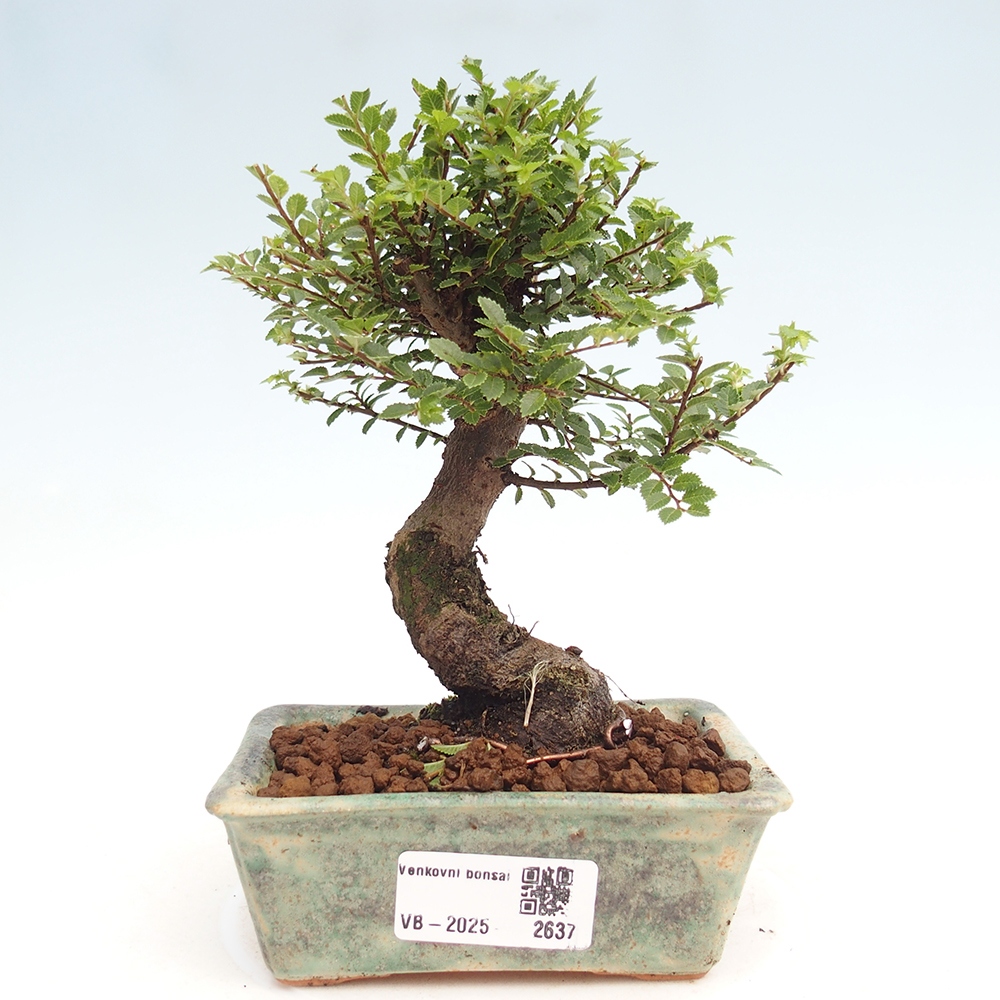 Venkovní bonsai - Ulmus parvifolia Hokkaido - jilm Čínský