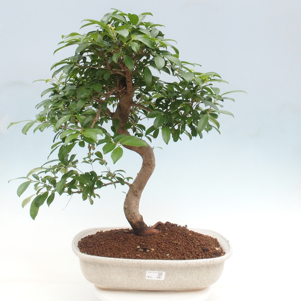 Pokojová bonsai - Australská třešeň - Eugenia uniflora
