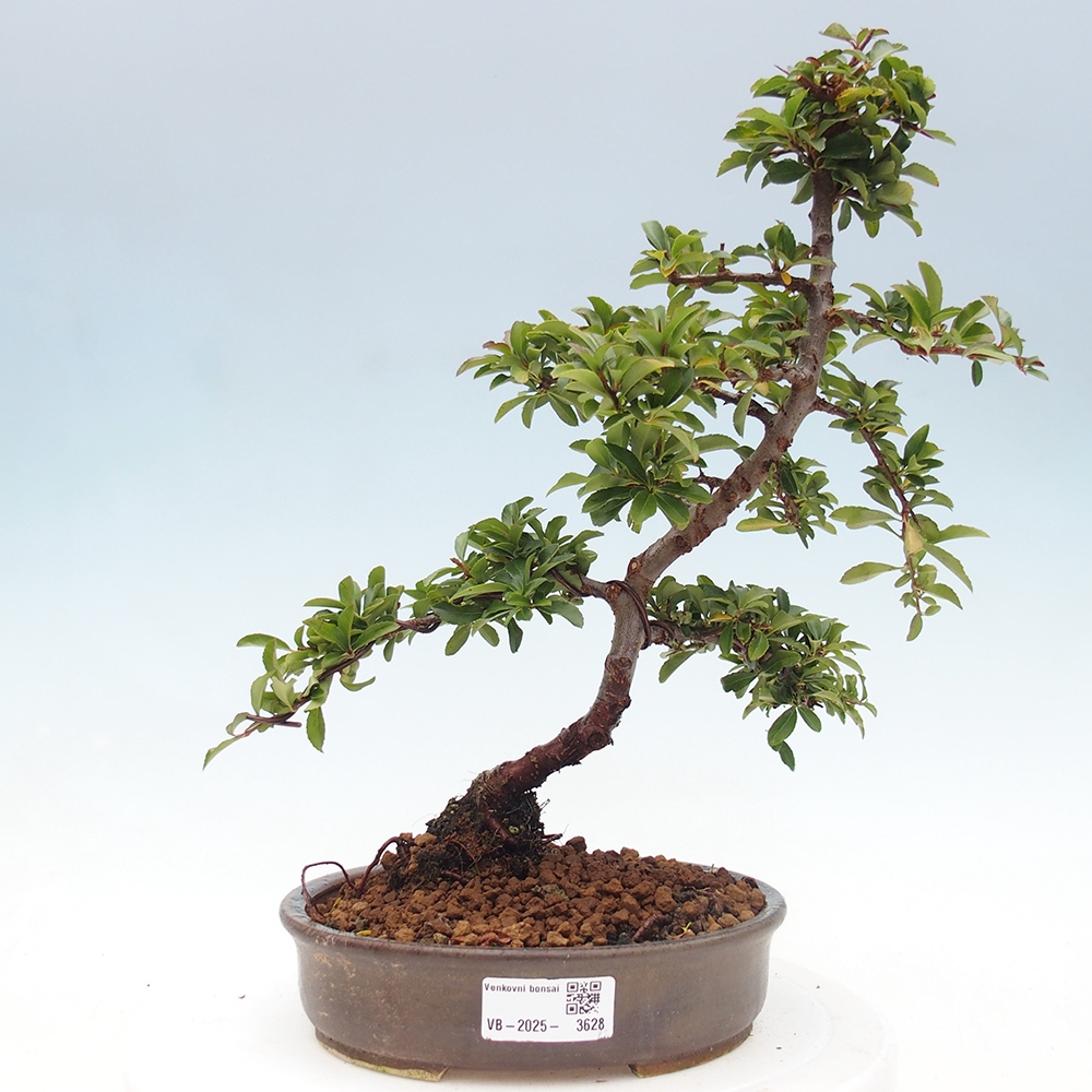 Venkovní bonsai-Pyracanta Teton -Hlohyně
