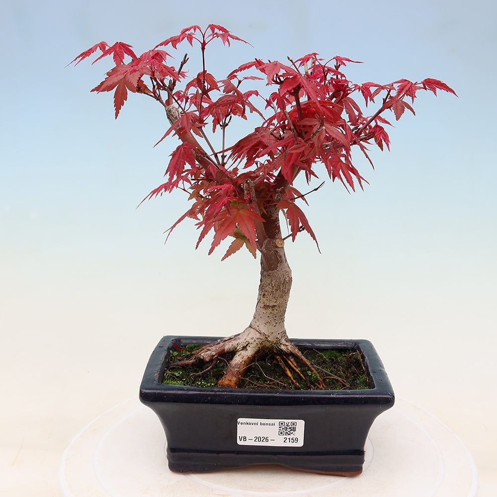 Venkovní bonsai - Javor dlanitolistý - Acer palmatum DESHOJO