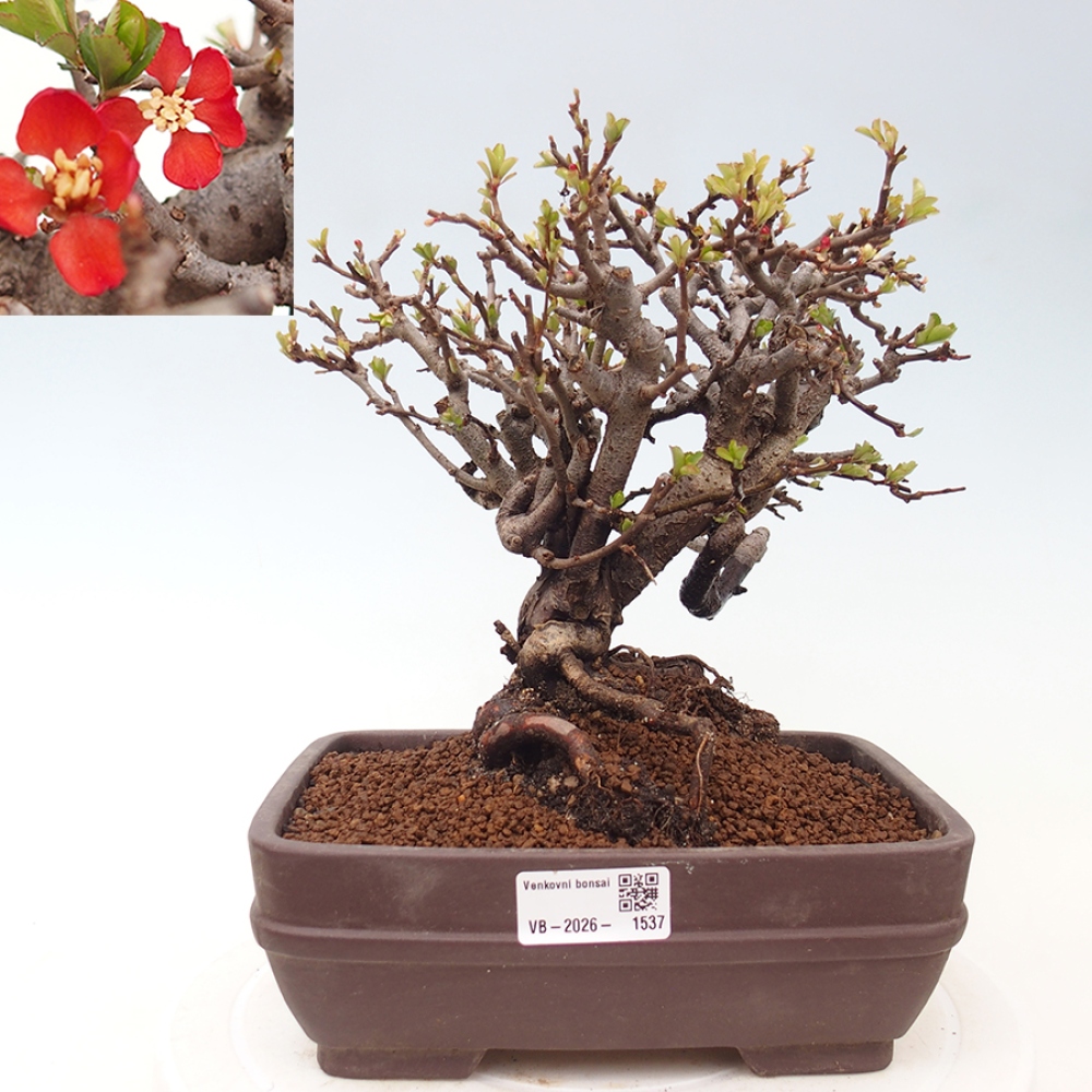Venkovní  bonsai -  Chaneomeles speciosa - Kdoulovec ozdobný