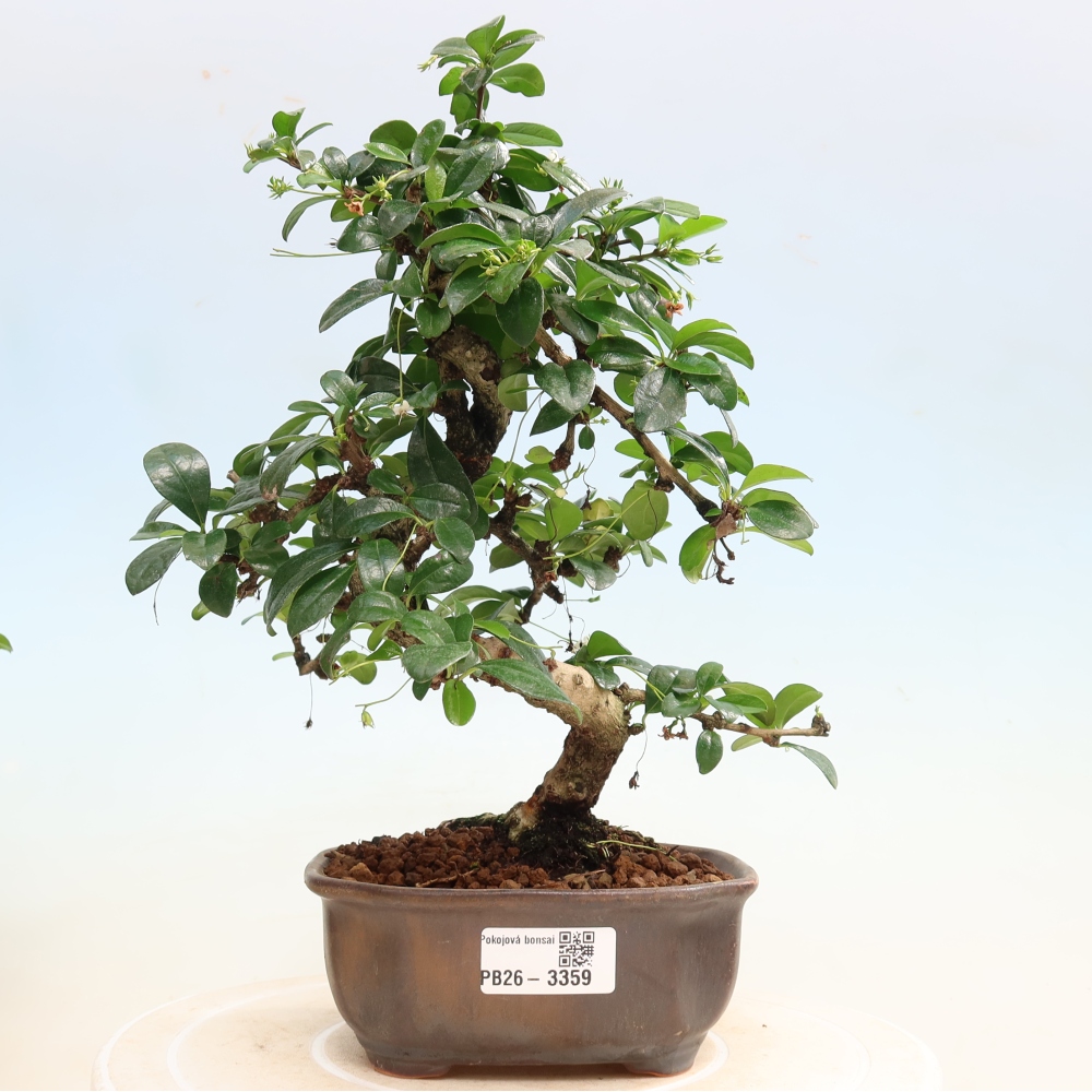 Pokojová bonsai - Carmona macrophylla - Čaj fuki