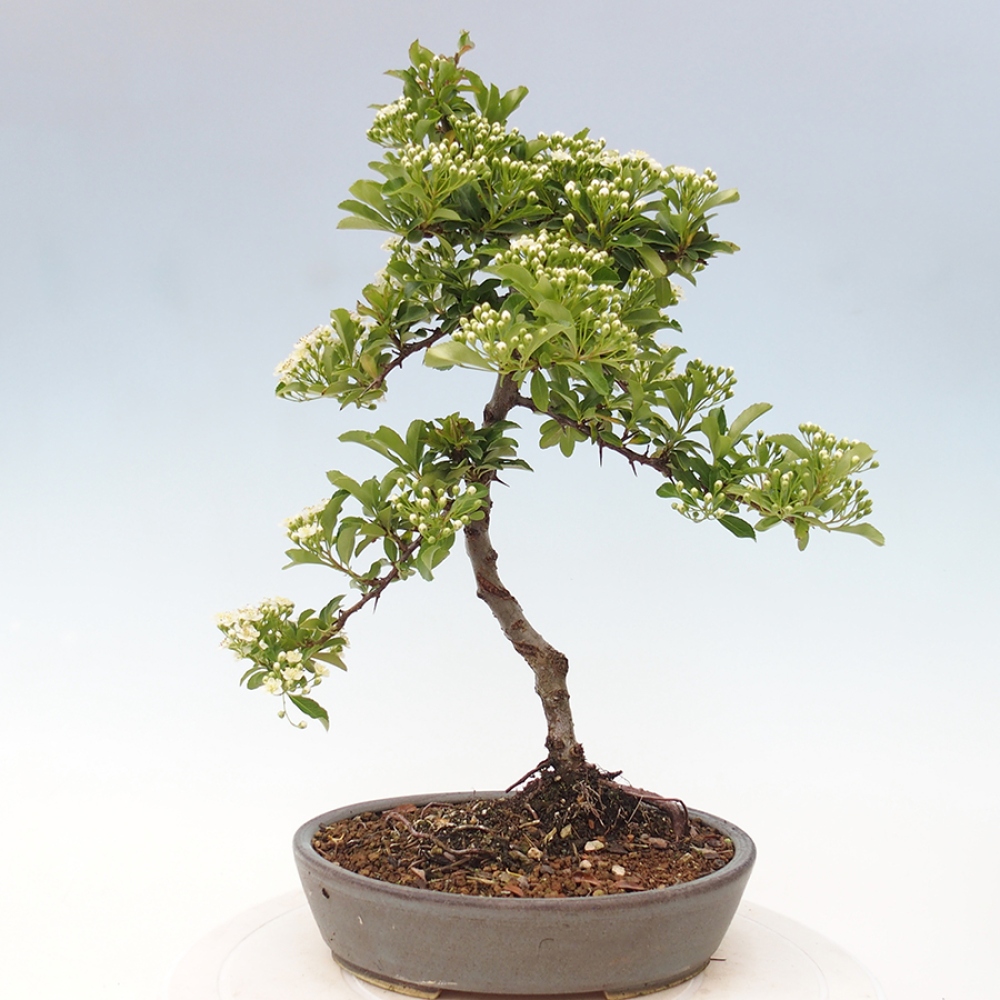 Venkovní bonsai-Pyracanta Teton -Hlohyně