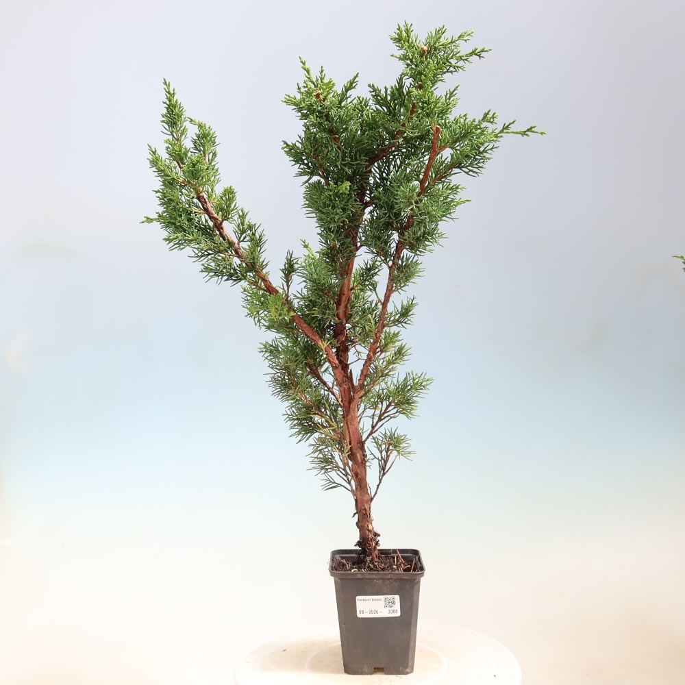 Venkovní bonsai - Juniperus chinensis Kishu -Jalovec čínský