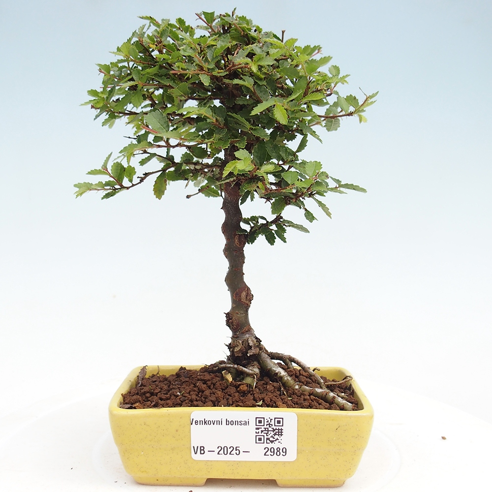 Venkovní bonsai - Ulmus parvifolia Sagei - Malolistý jilm