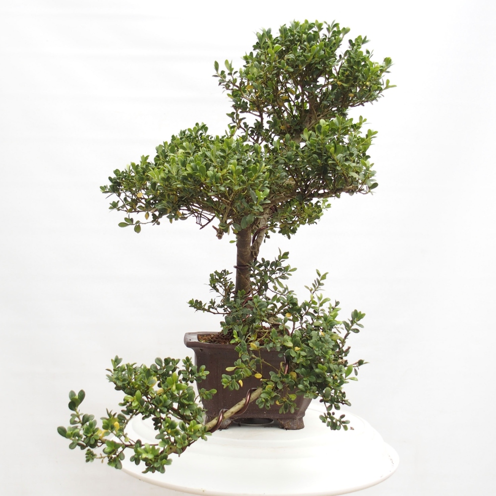 Pokojová bonsai - Ilex crenata - Cesmína