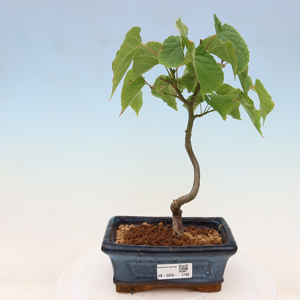 Venkovní bonsai - Lípa srdčitá - Tilia cordata