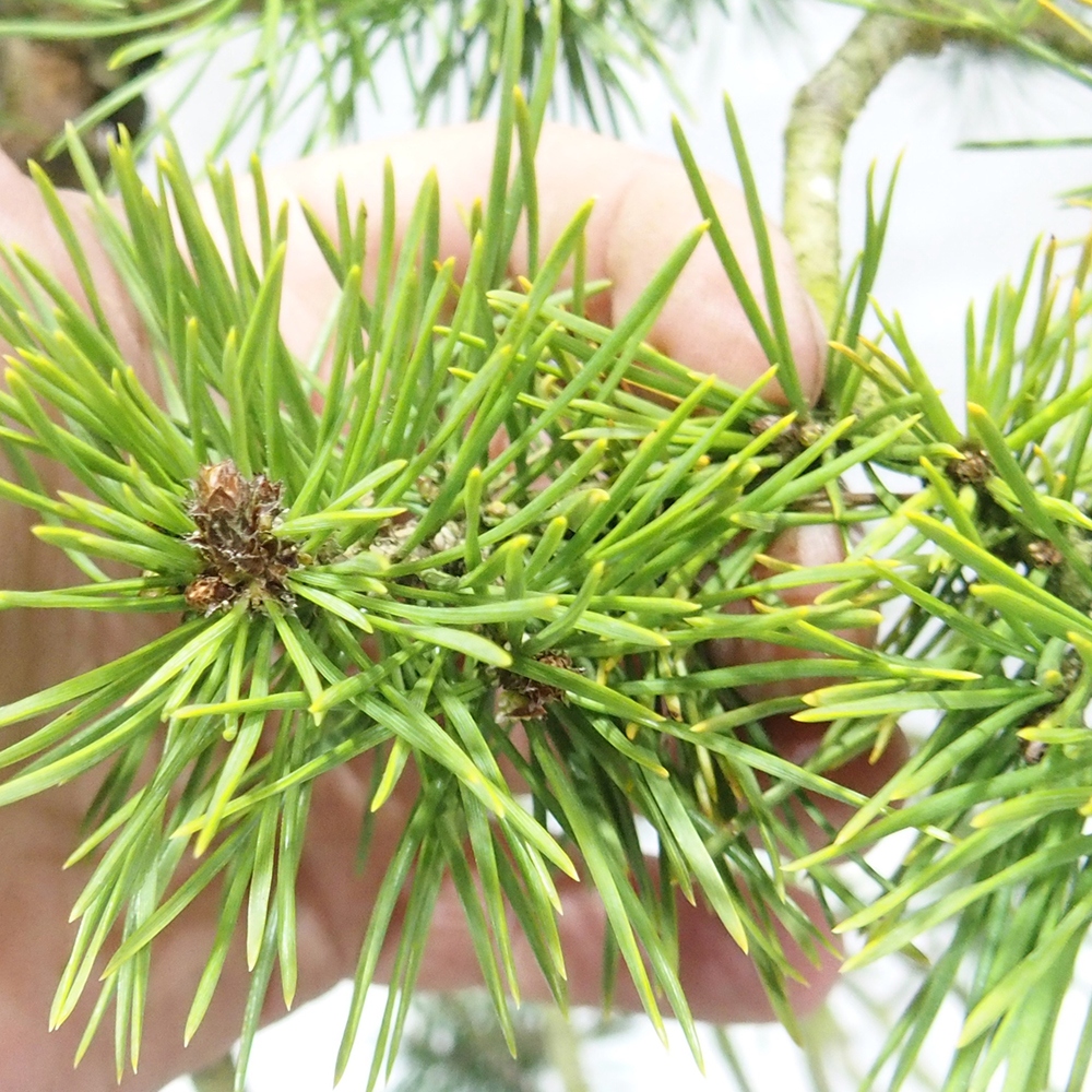Yamadori - Pinus sylvestris 