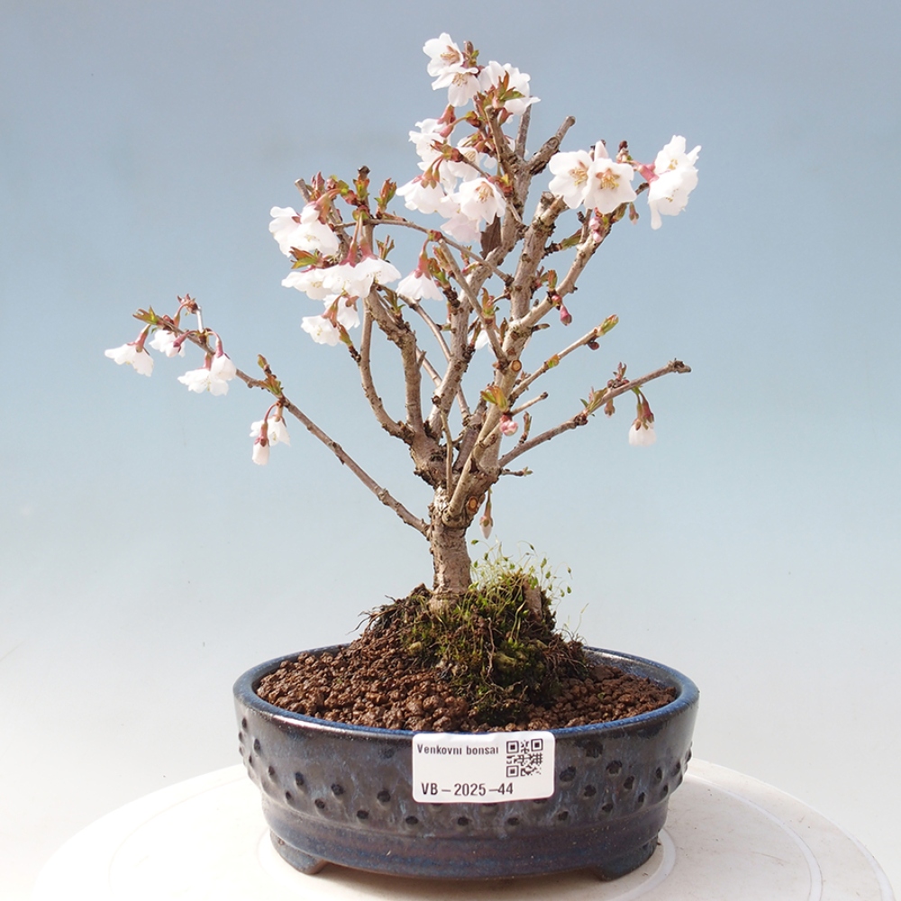 Venkovní bonsai - Prunus incisa Kojou-no mai-Slivoň vyříznutá