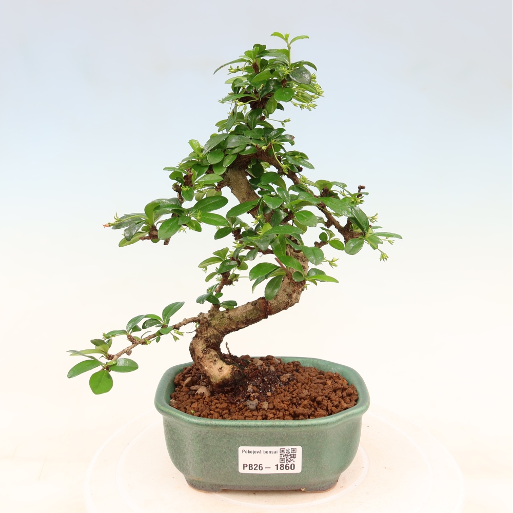 Pokojová bonsai - Carmona macrophylla - Čaj fuki