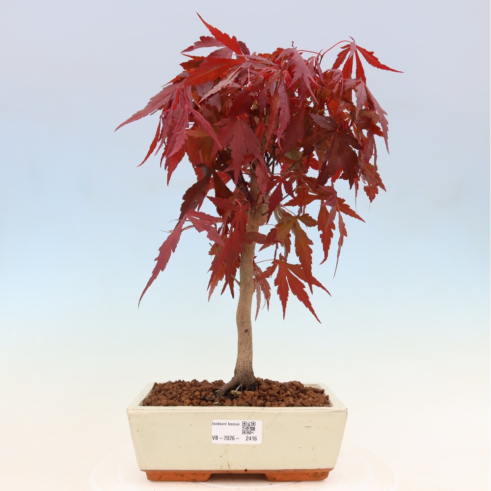 Venkovní bonsai - Acer palm. Atropurpureum-Javor dlanitolistý