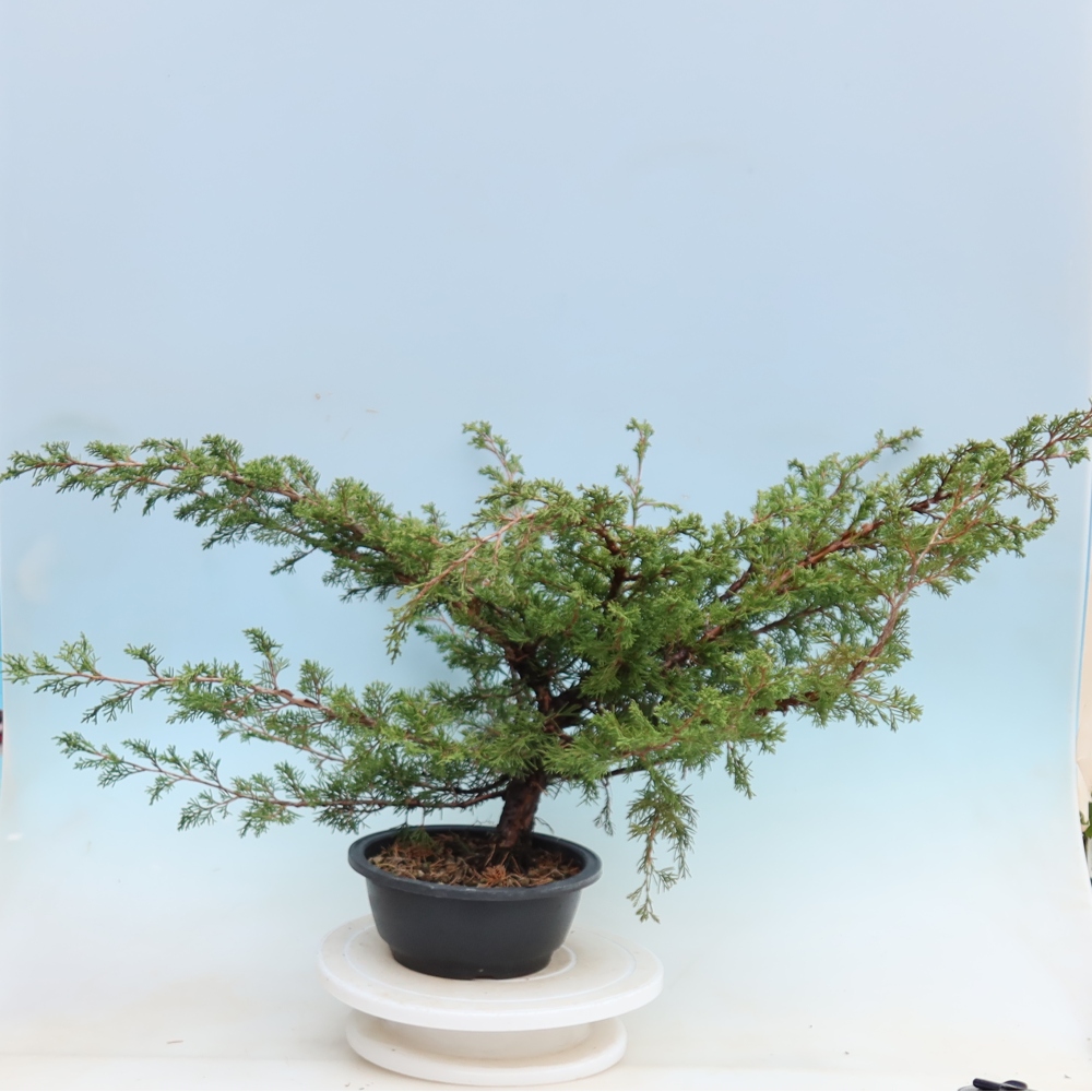 Venkovní bonsai - Juniperus chinensis Itoigawa - Jalovec čínský