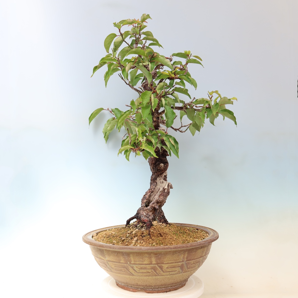 Venkovní bonsai -Japonská meruňka - Prunus Mume
