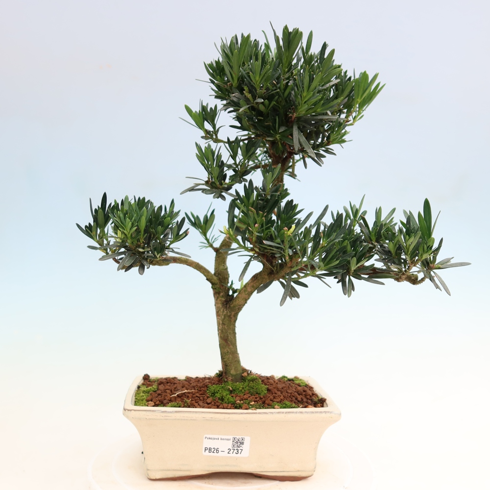 Pokojová bonsai - Podocarpus - Kamenný tis