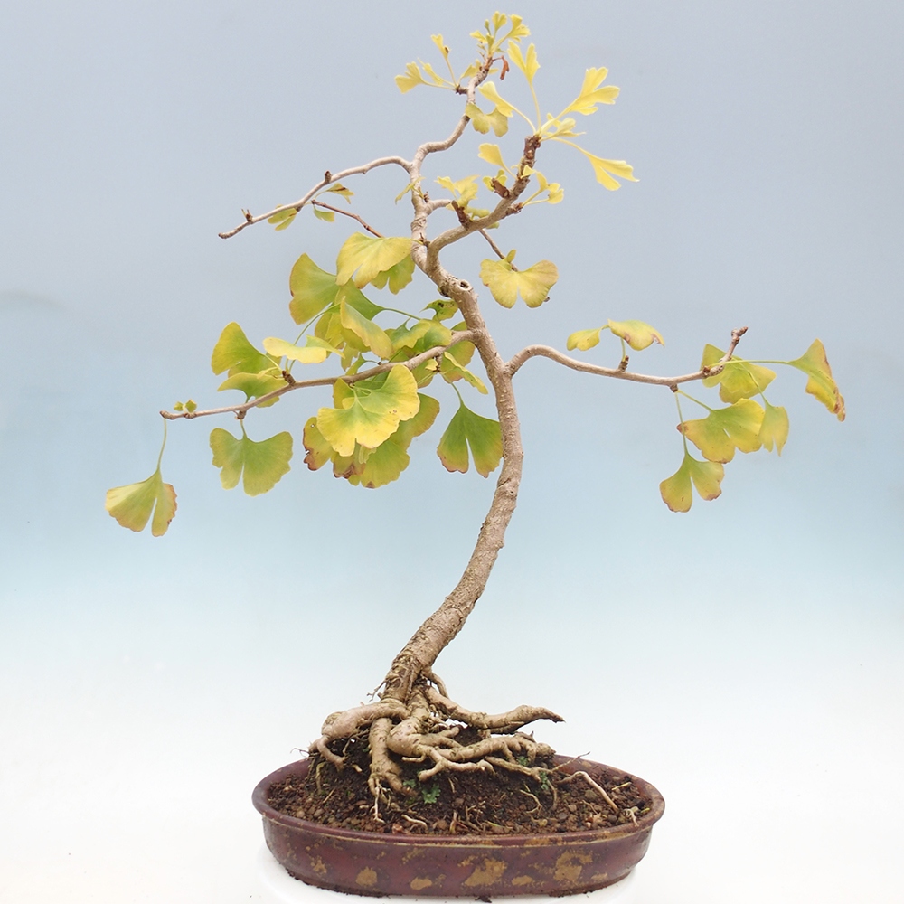 Venkovní bonsai - Jinan dvoulaločný - Ginkgo biloba