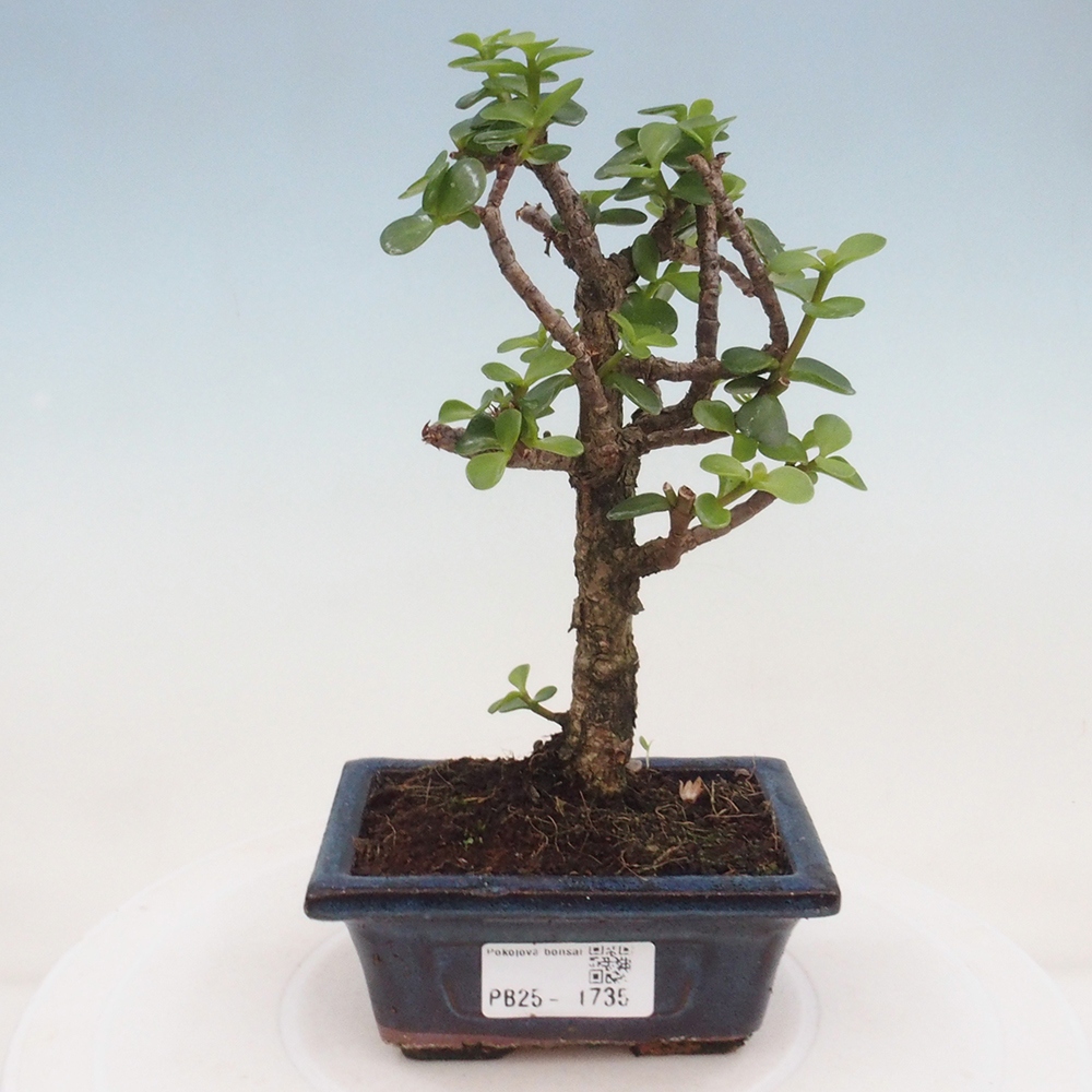 Pokojová bonsai - Portulakaria Afra - Tlustice