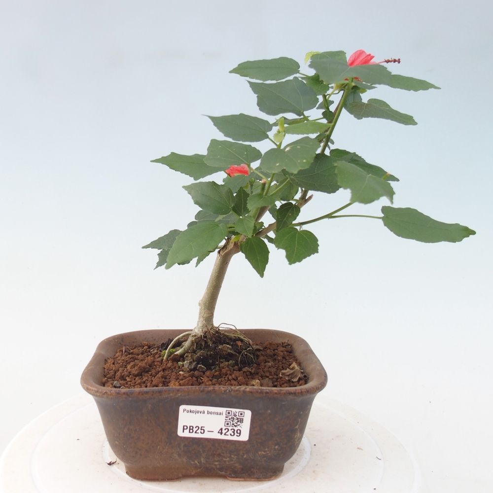 Pokojová bonsai - Malvaviscus arboreus - ibiškovec dřevnatý