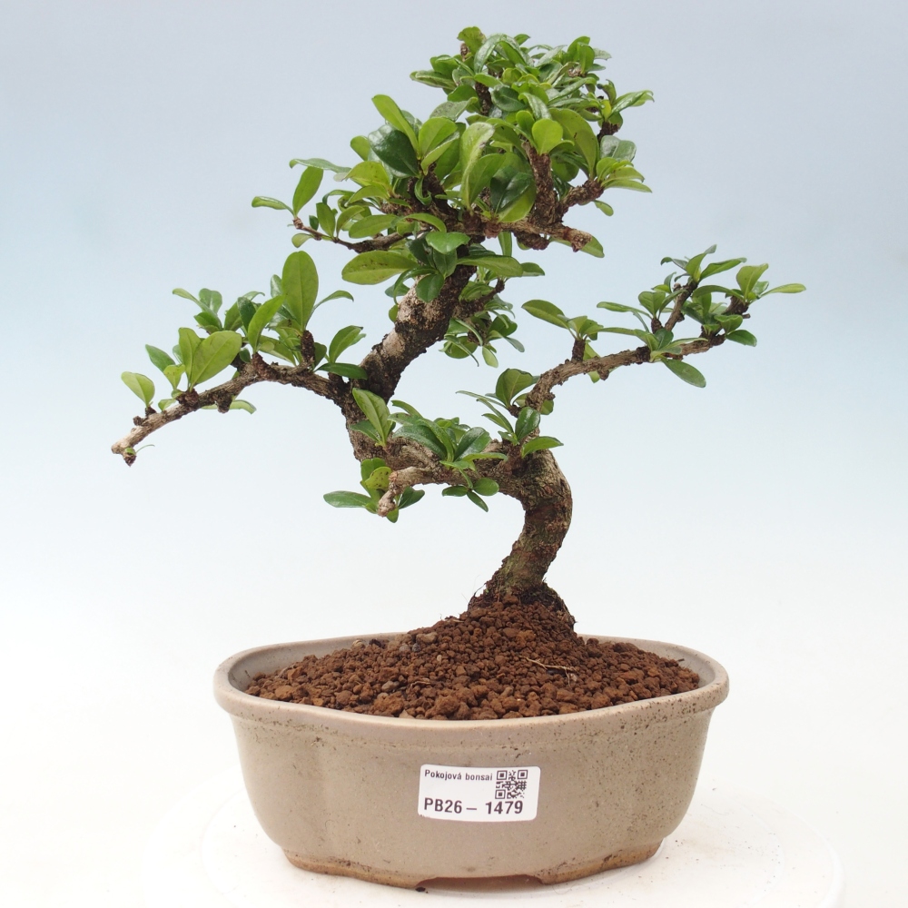 Pokojová bonsai - Carmona macrophylla - Čaj fuki