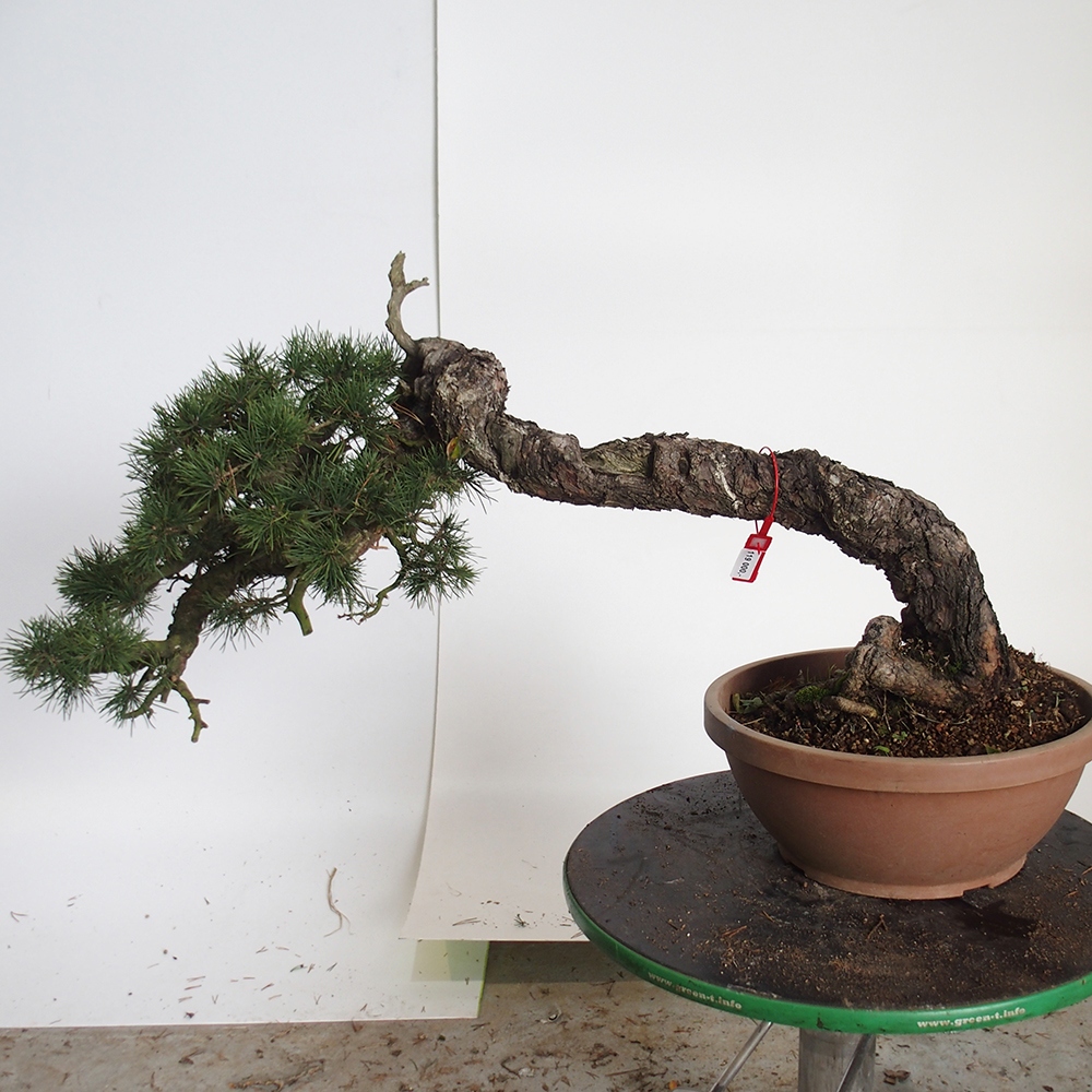 Yamadori - Pinus sylvestris - Borovice lesní - Španělsko