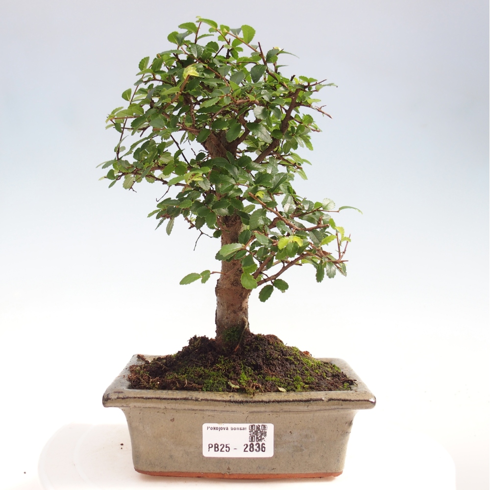 Pokojová bonsai - Ulmus parvifolia - Malolistý jilm