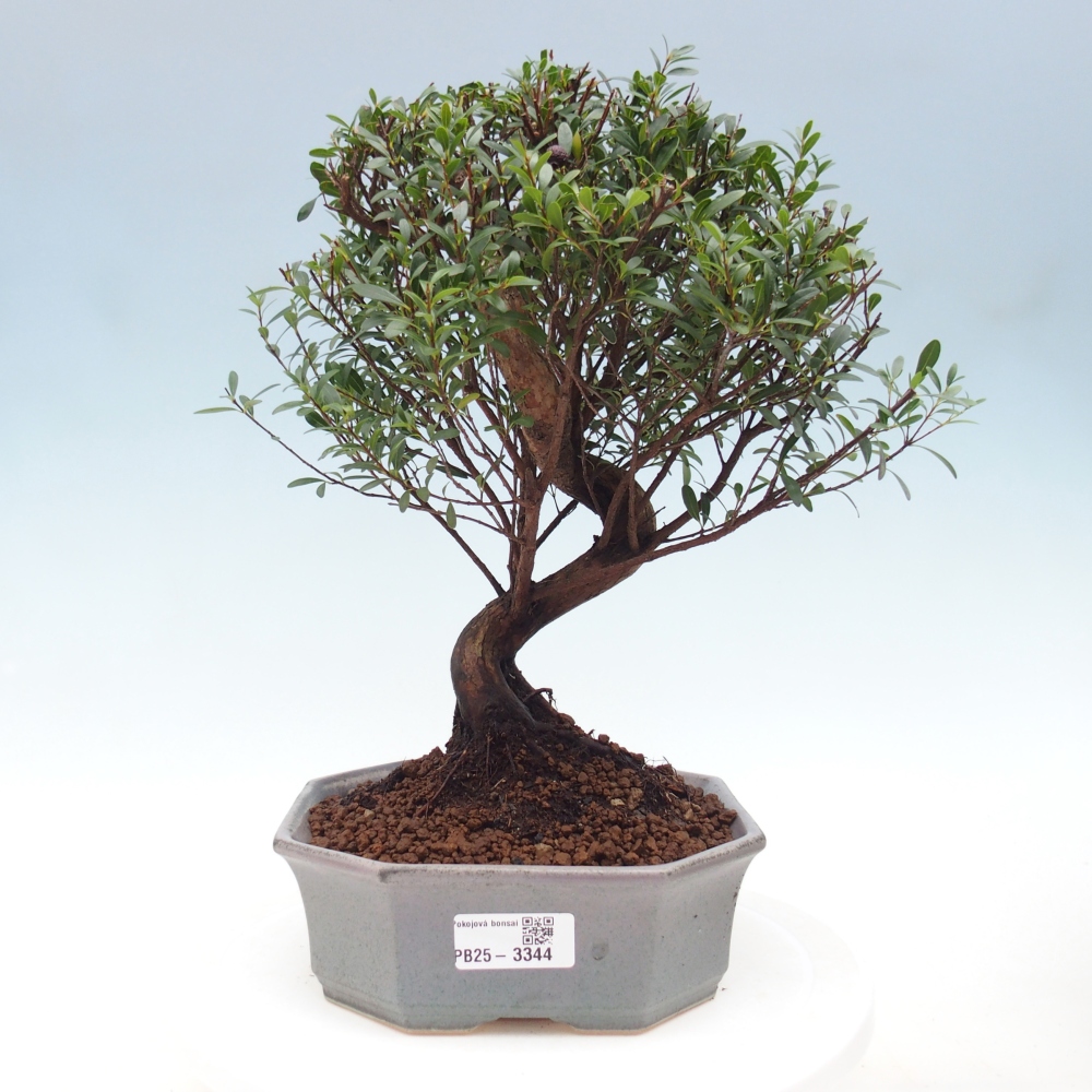 Pokojová bonsai - Syzygium - Pimentovník